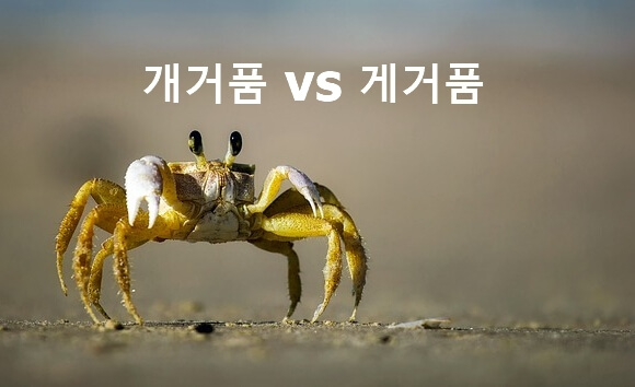 개거품 게거품