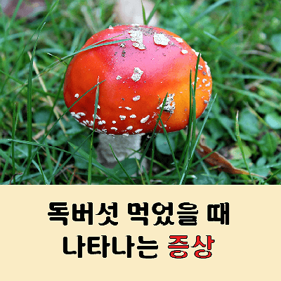 독버섯 먹으면 나타나는 증상이 어떻게 되나요