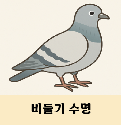 비둘기 수명